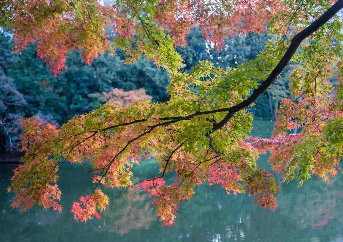 Fall Colors in Tokyo: Best Autumn Foliage Spots to Visit in Japan