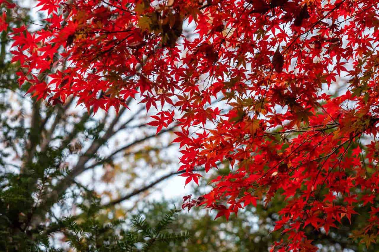 Fall Colors in Tokyo: Best Autumn Foliage Spots to Visit in Japan