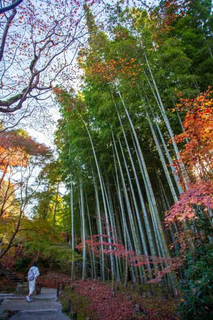 Bambo forest in Enkouji Temple