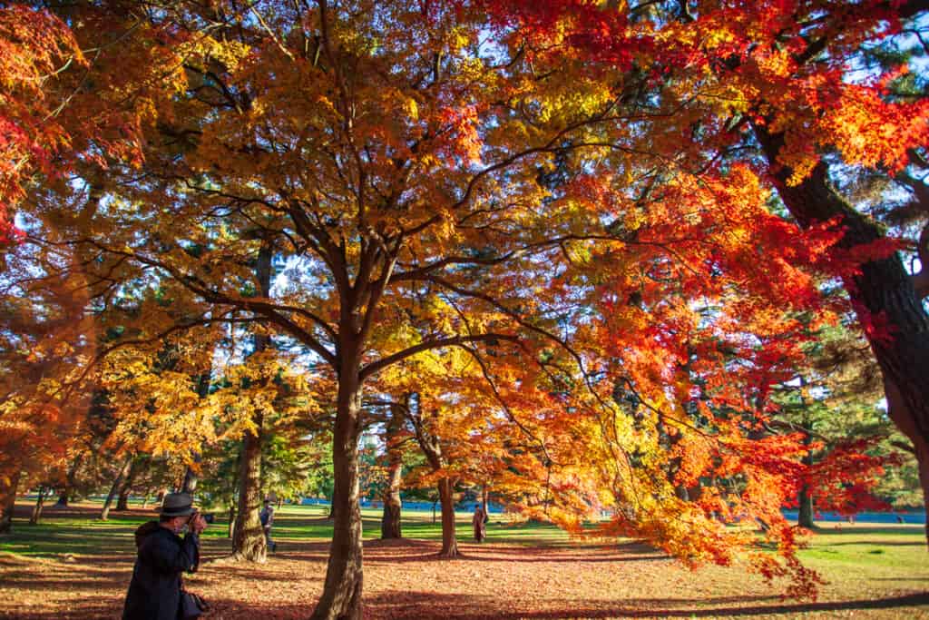 Early morning photographing fall colors in Kyoto