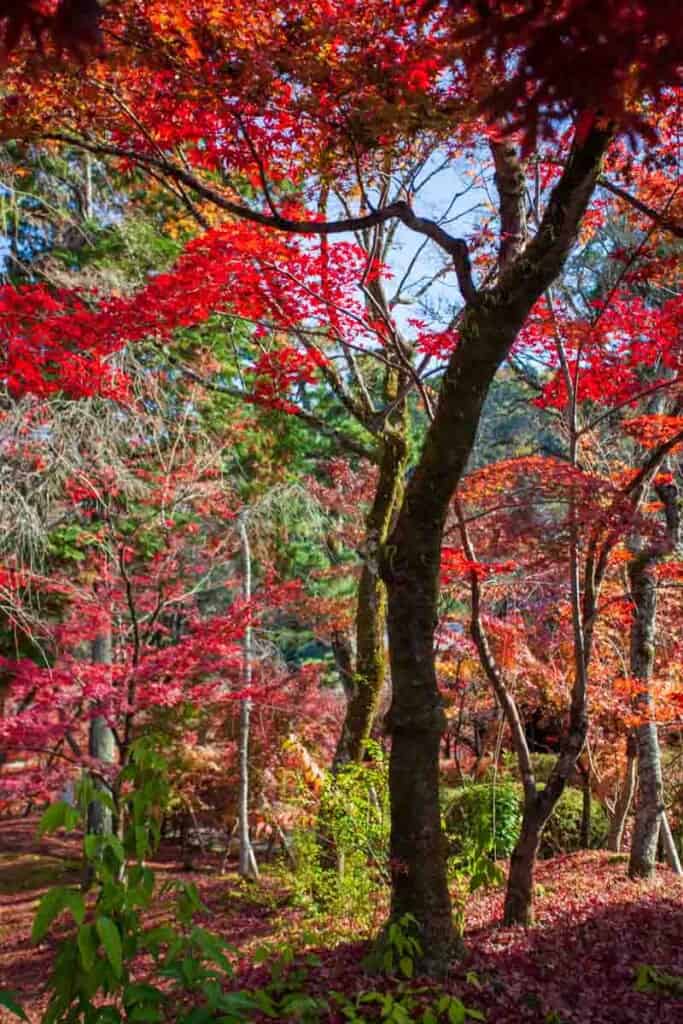 Red Maple trees in Eikando Temple in Kyoto, Japan
