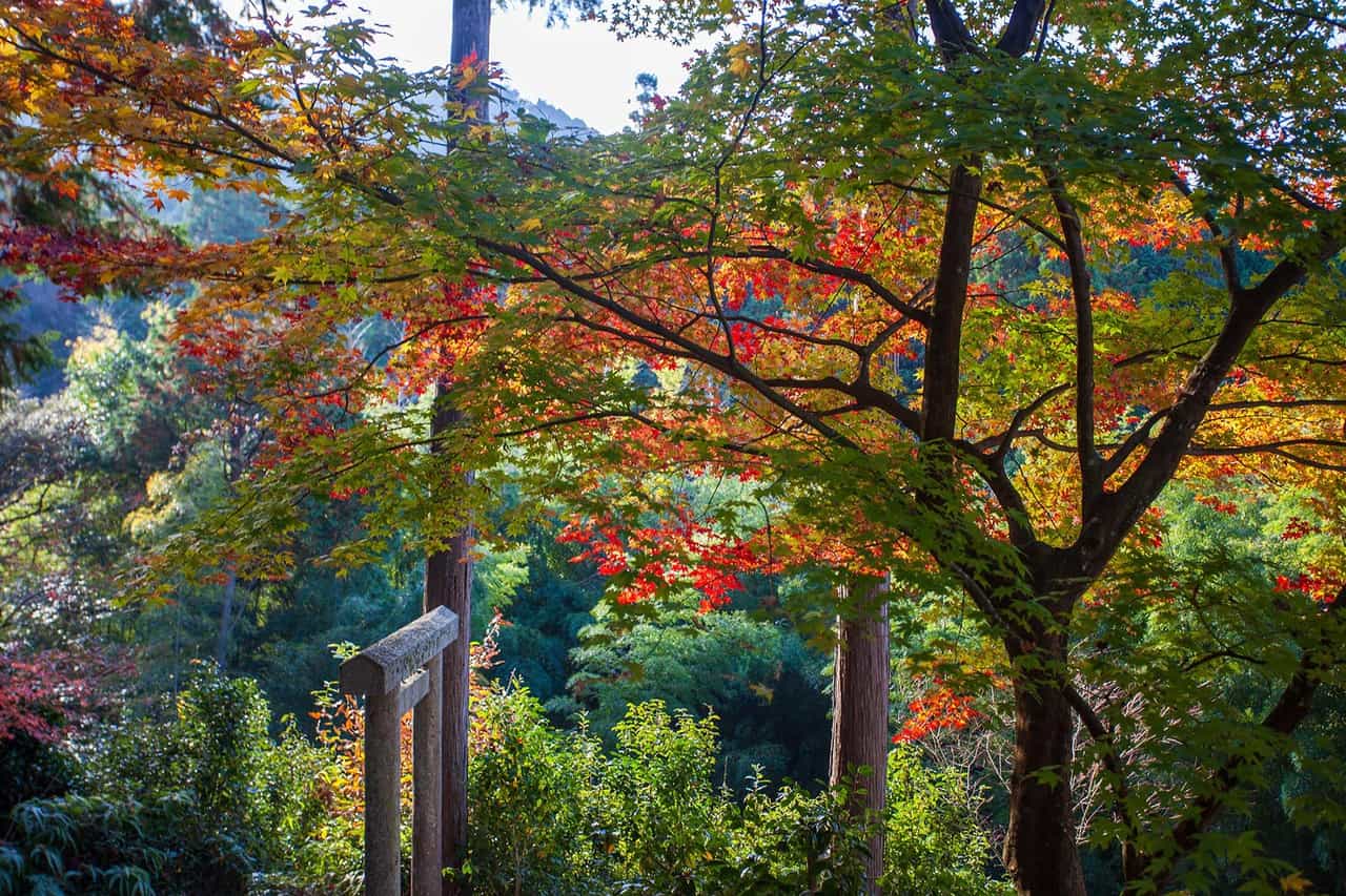 Fall Colors in Kyoto: The Best Autumn Foliage Spots to Visit in 2023