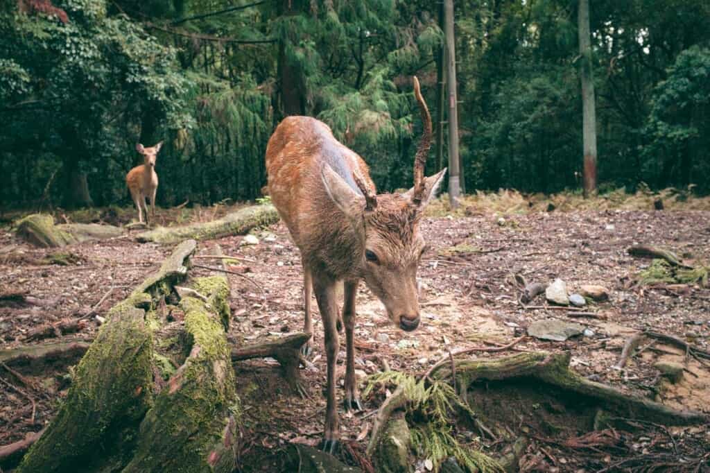 sika deer living in Nara Park, Japan