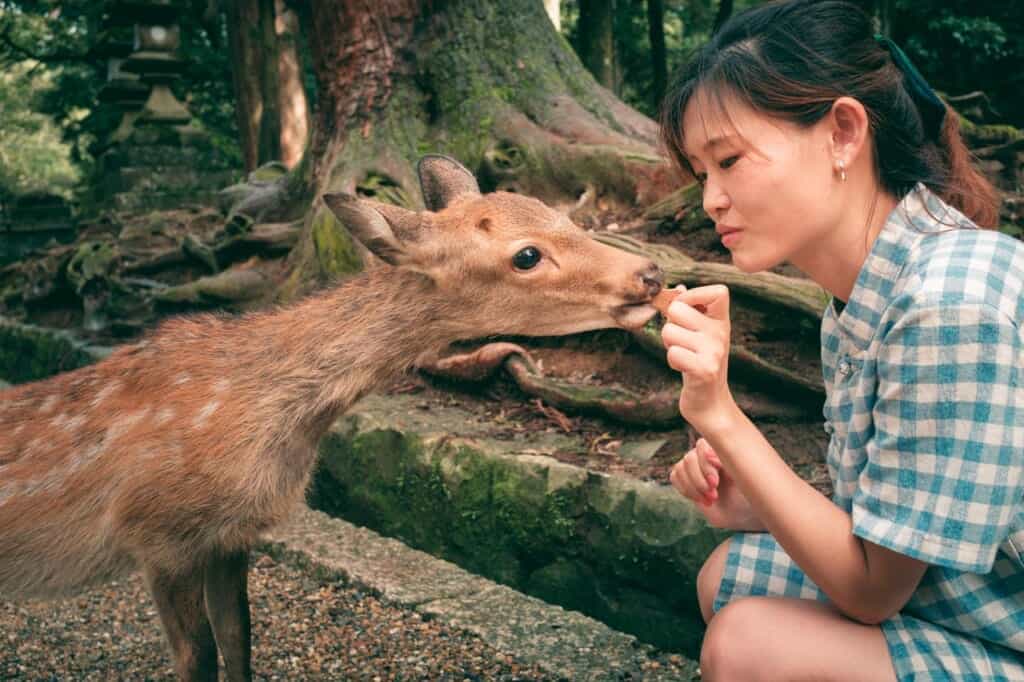 A girl feeding a small deer with a rice cracker in Nara, Japan