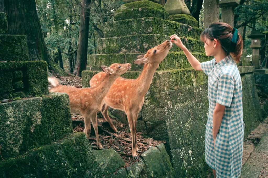 Two deer eating rice crackers from the hands of a girl in Japan
