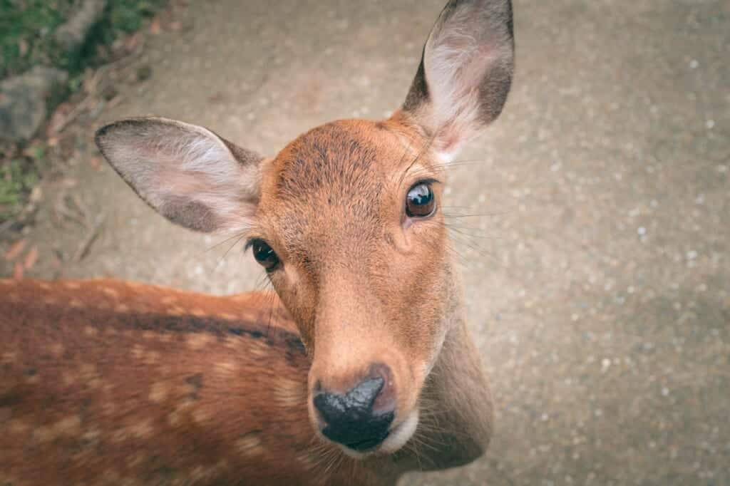 close up of a japanese deer in Japan