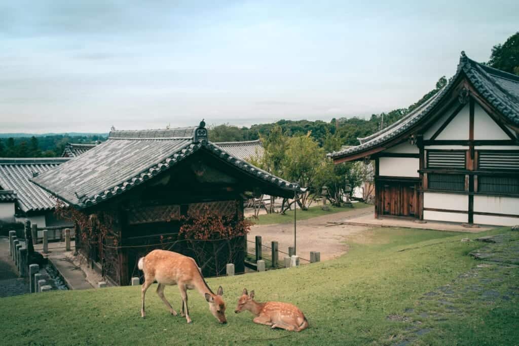 Deer in the grounds of Todai-ji temple in Nara