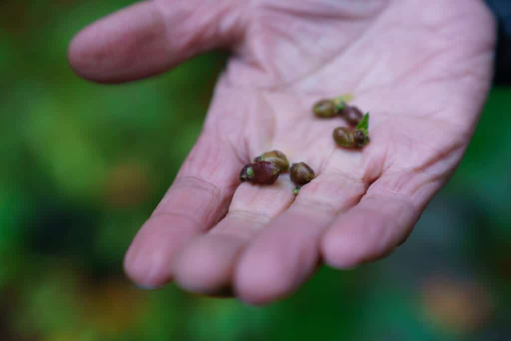 Outstretched hand holding Mizu seeds, the seeds of a wild edible plant in Japan
