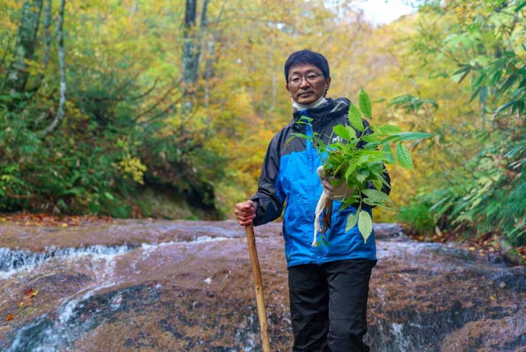 Yukio Koike, a Matagi tour guide, holding mizu, a wild edible plant