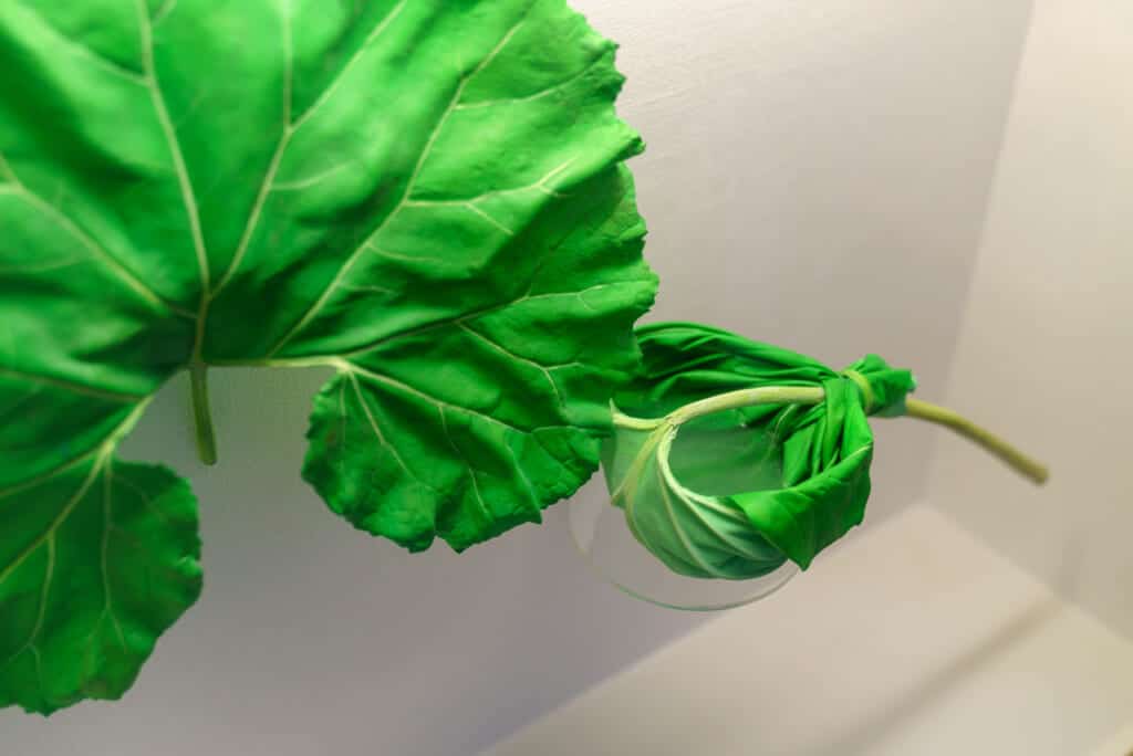 A large leaf that is used as a cup in Japan