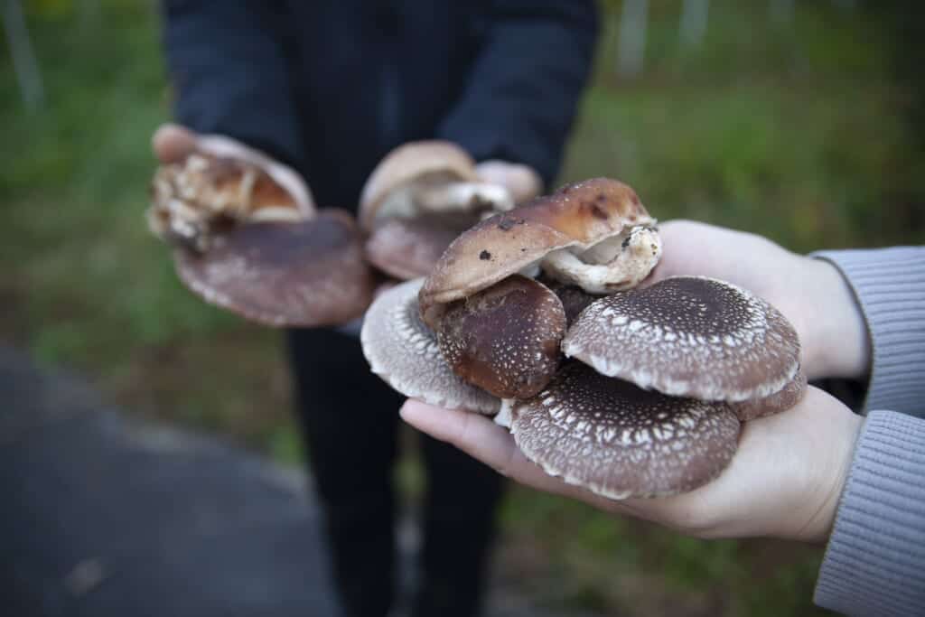 Shiitake mushrooms at Japanese farmstay in Okayama