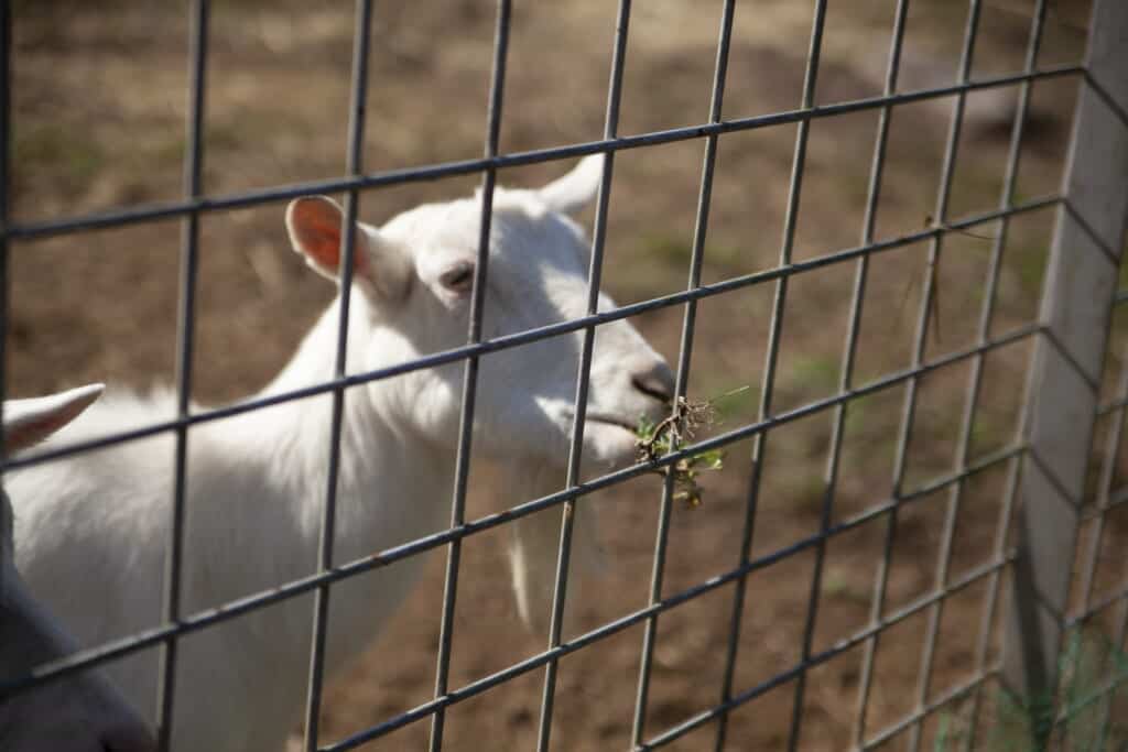 Goat at Oumi no Sato