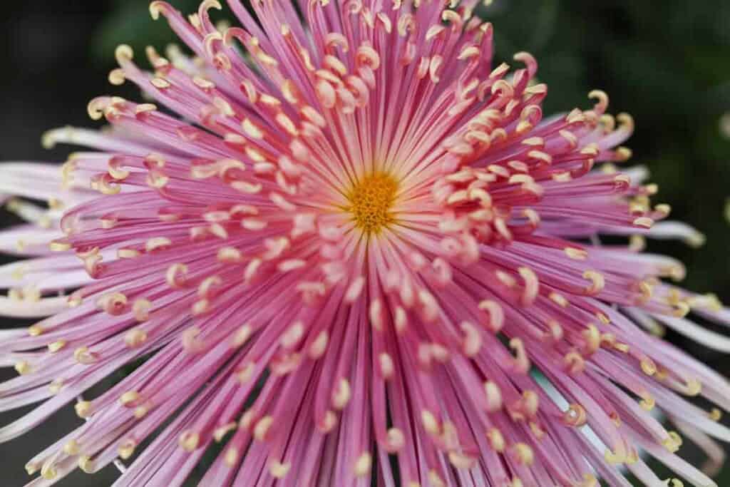 pink Chrysanthemum close up in Japan