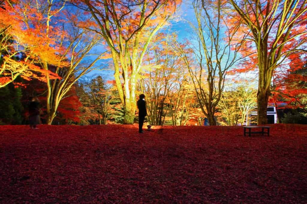 Man standing among fall colors in japan