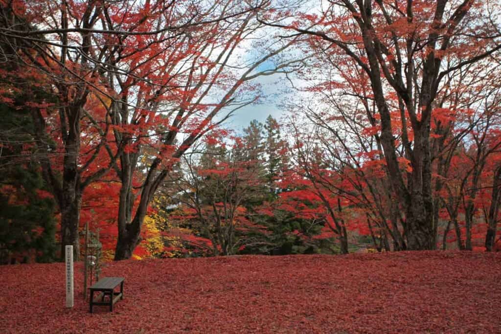 Red autumn leaves and a bench in Japan