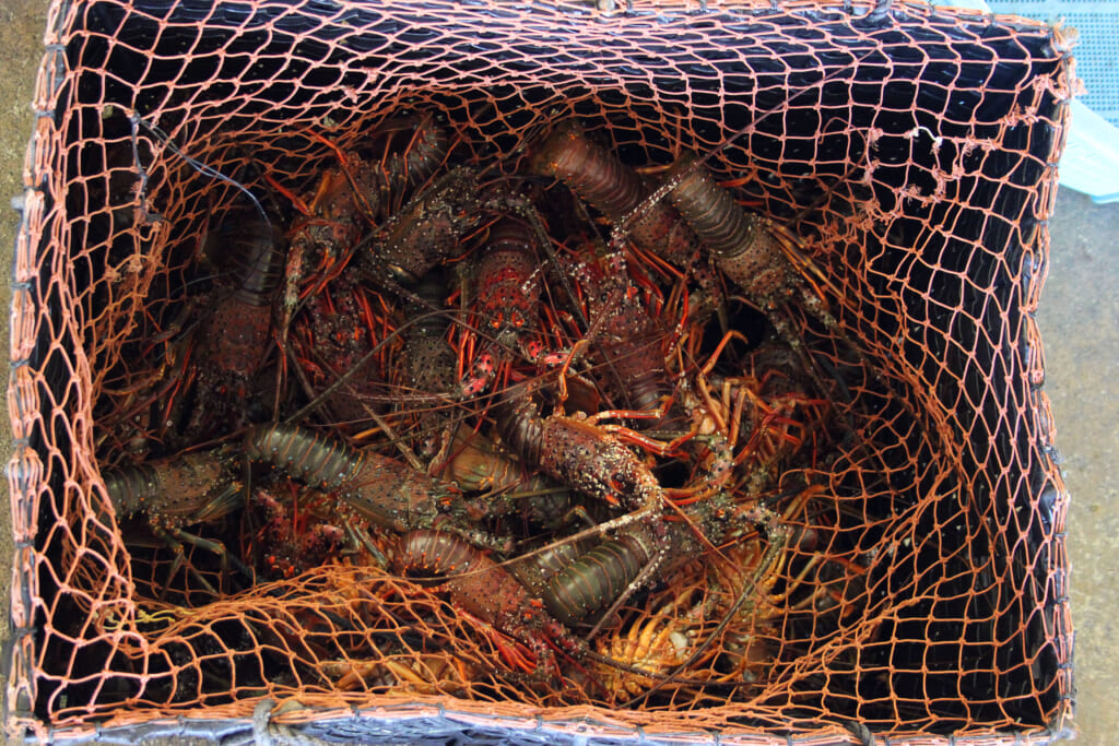 crayfishes called Ise-ebi in a basket