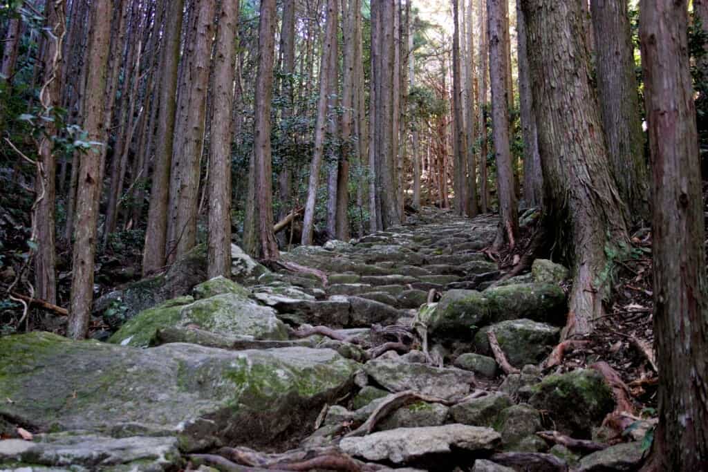 An old paved goes up in the cedar forest on the Kumano Kodo