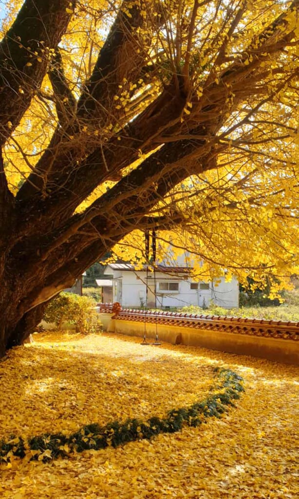 Giant ginkgo tree at Jozenji in Japan