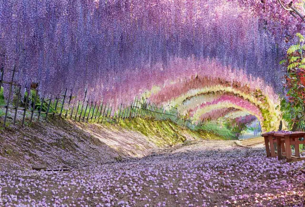 wisteria tunnel in kitakyushu, JApan