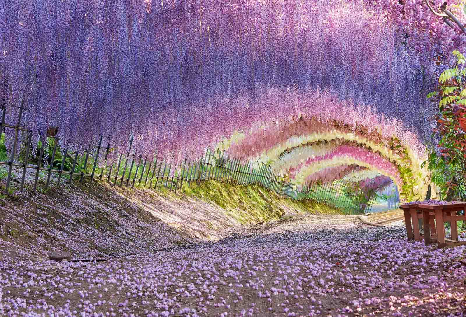 wisteria tunnel in Kitakyushu, Japan