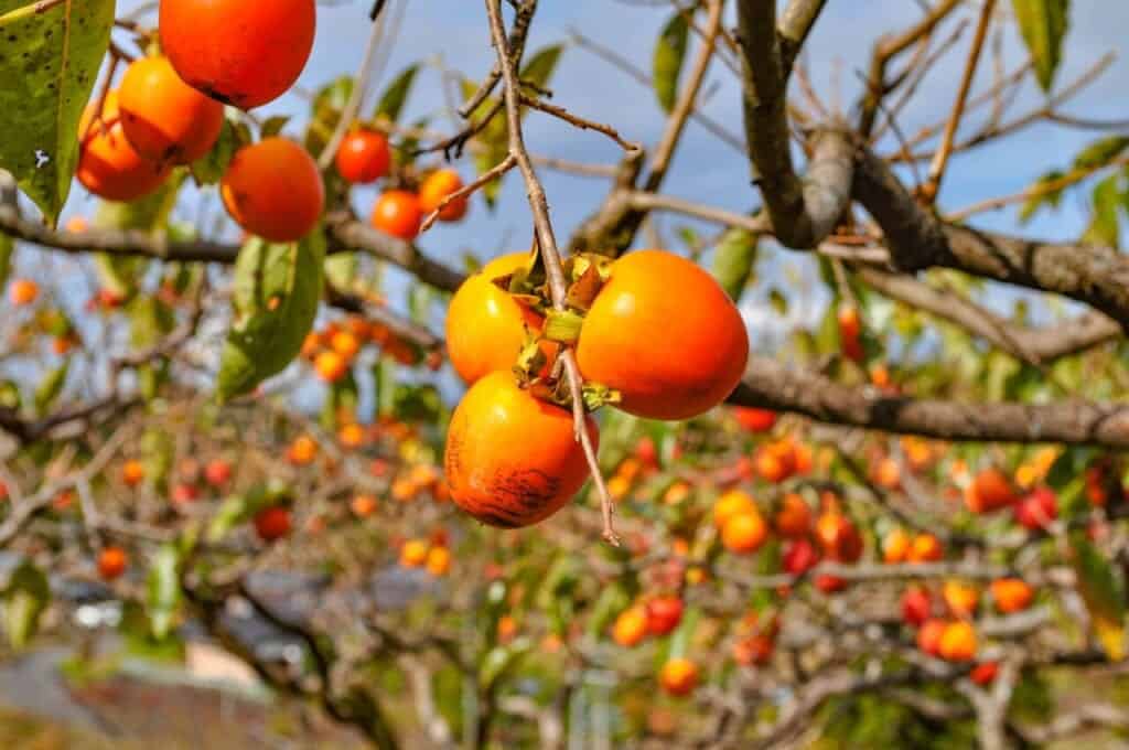 dried persimmons paradise