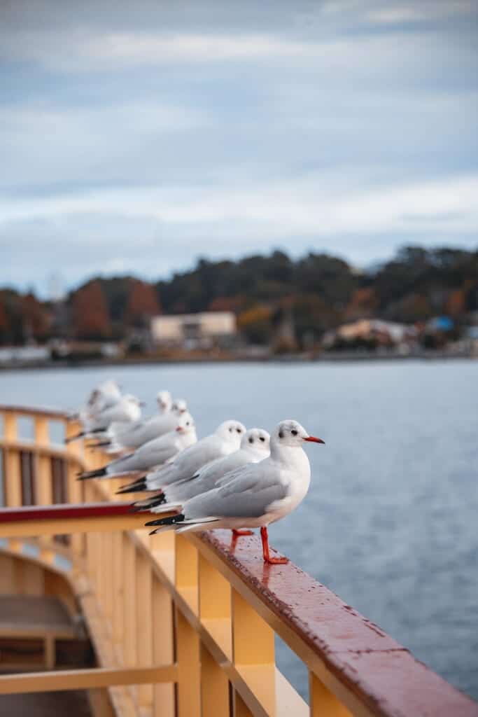 Many seagulls waiting on the railing of the cruise