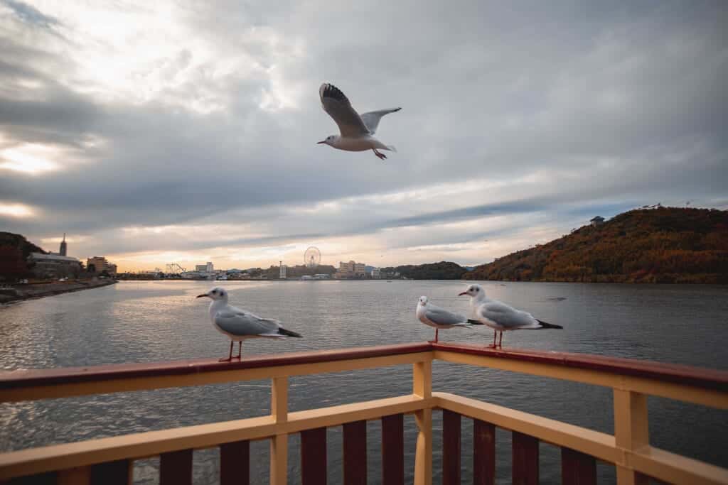 Some seagulls on the railing while enjoying Hamamatsu landscape's view