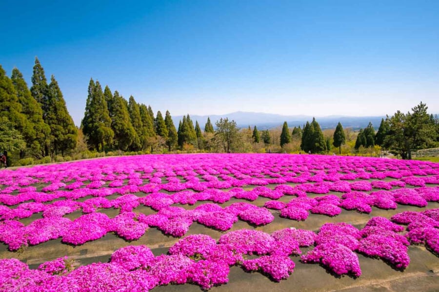 Kuju Flower Park Best Time to Visit & What Kind of Flowers