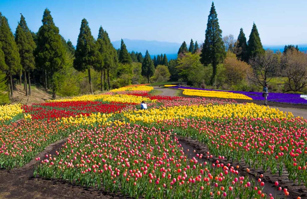 tulip field at Kuju Flower Park in Oita, Japan