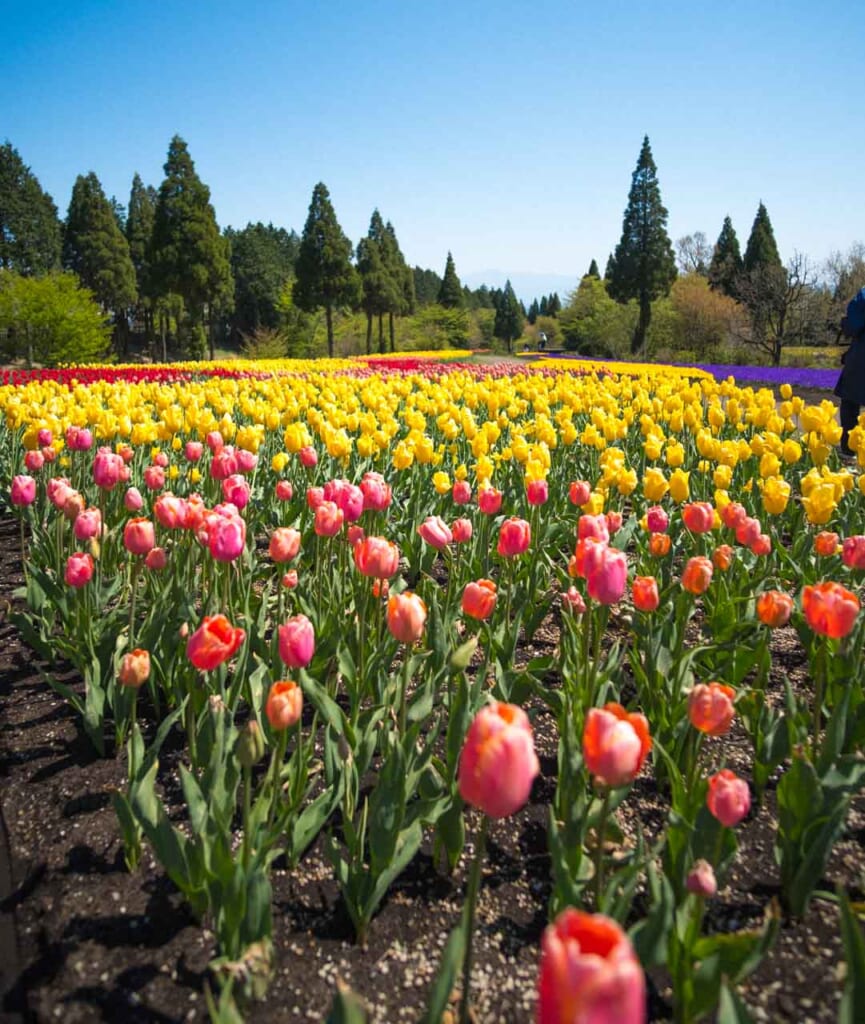 tulip field in one of Japan's top flower parks