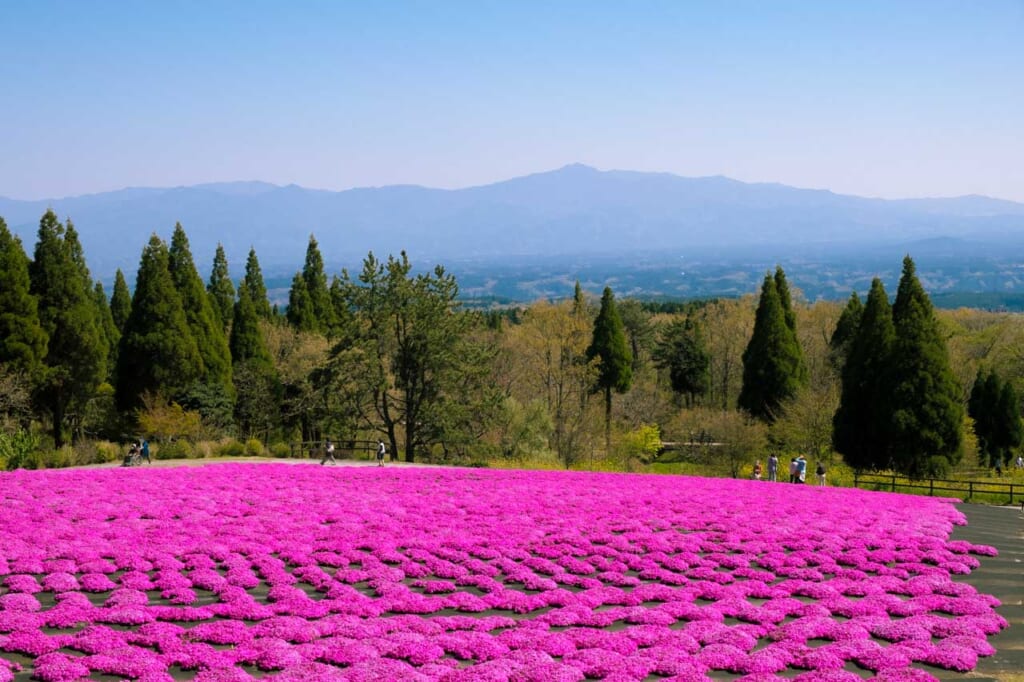 Moss “pink” phlox with mountain view at kuju flower park