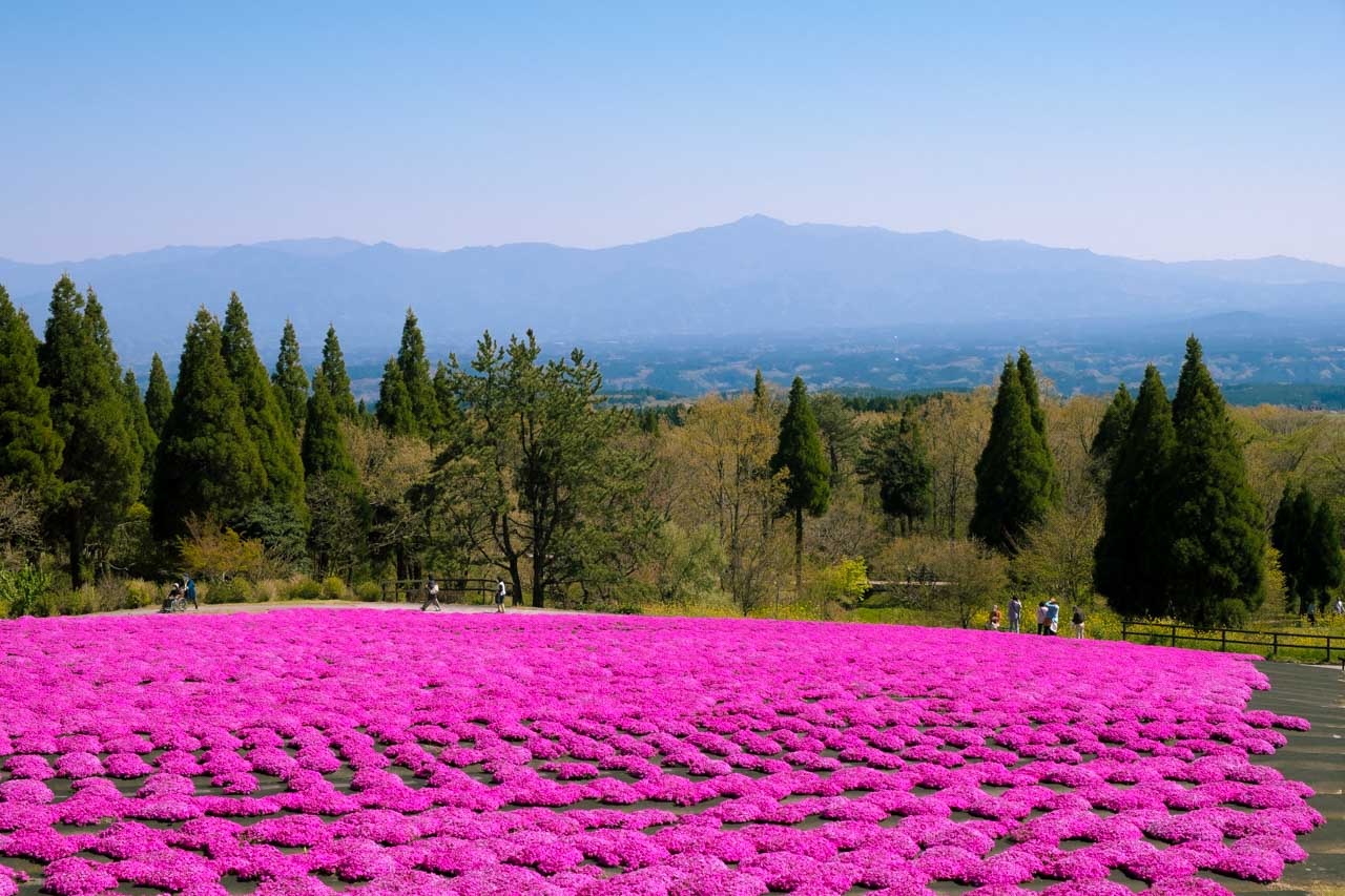 Kuju Flower Park Best Time to Visit & What Kind of Flowers