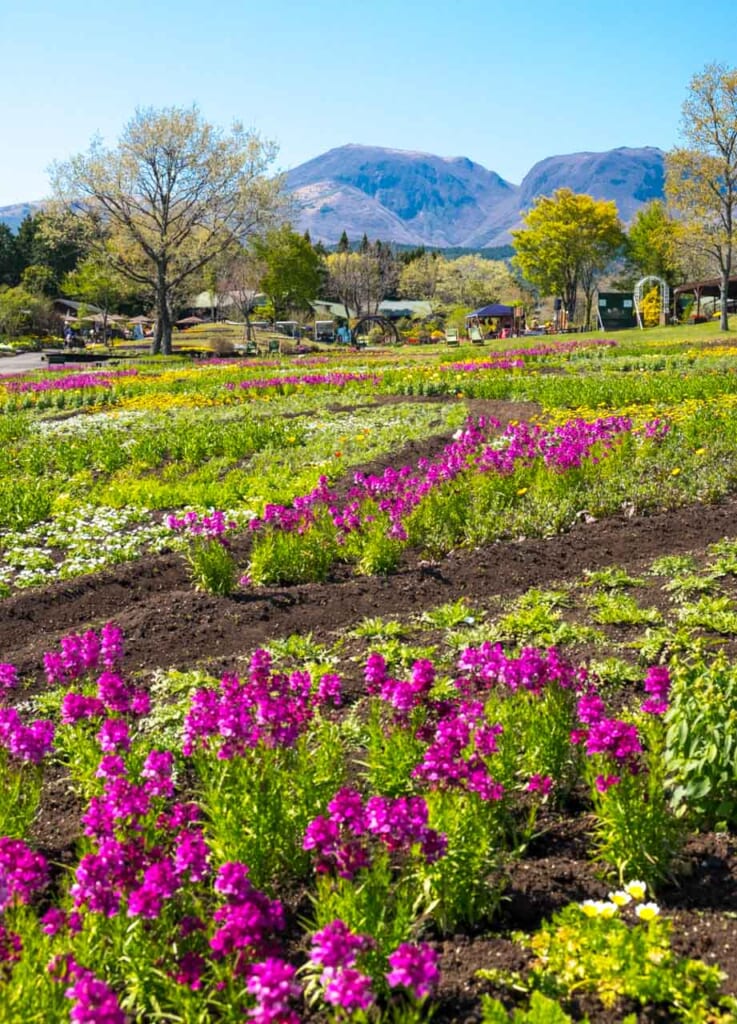 flower park with kuju mountain range backdrop