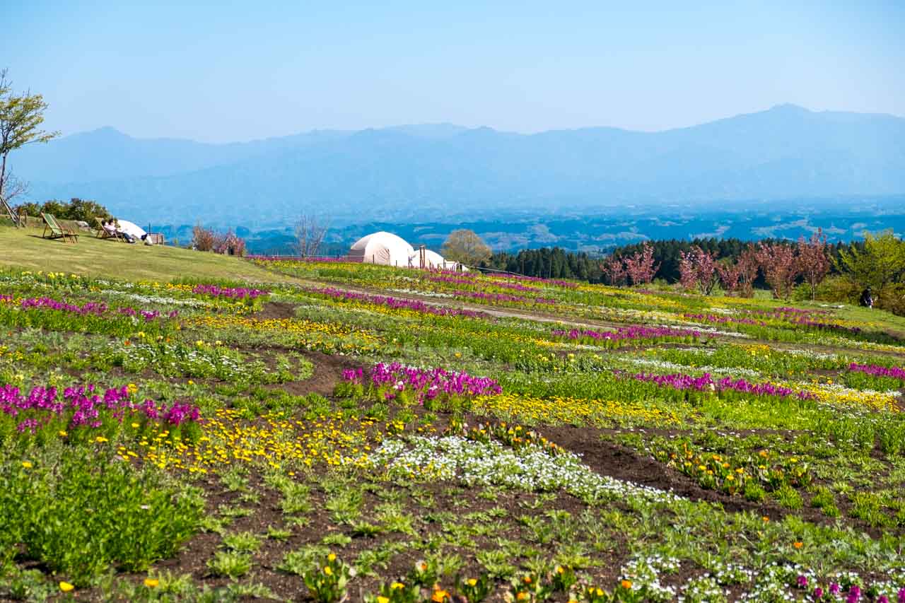 Kuju Flower Park Best Time to Visit & What Kind of Flowers