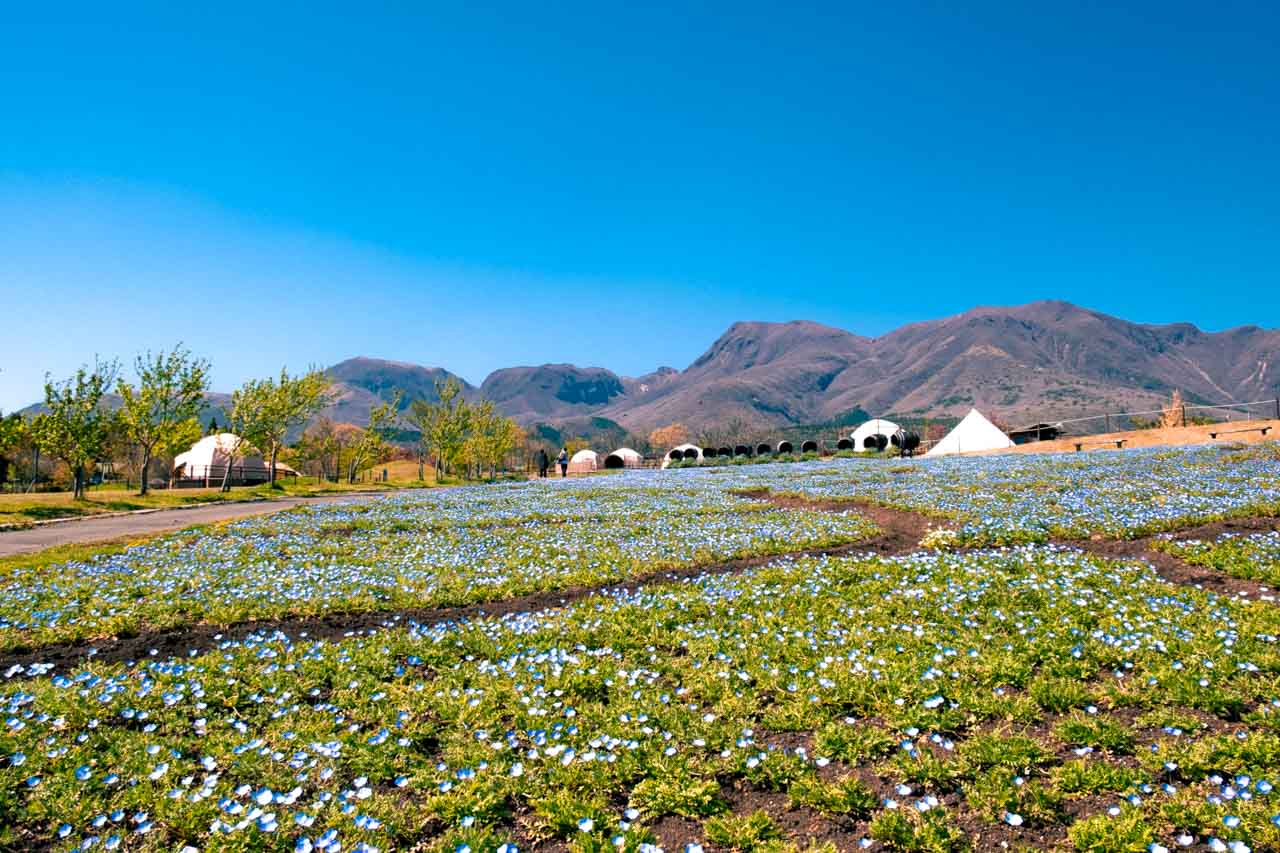 Kuju Flower Park Best Time to Visit & What Kind of Flowers