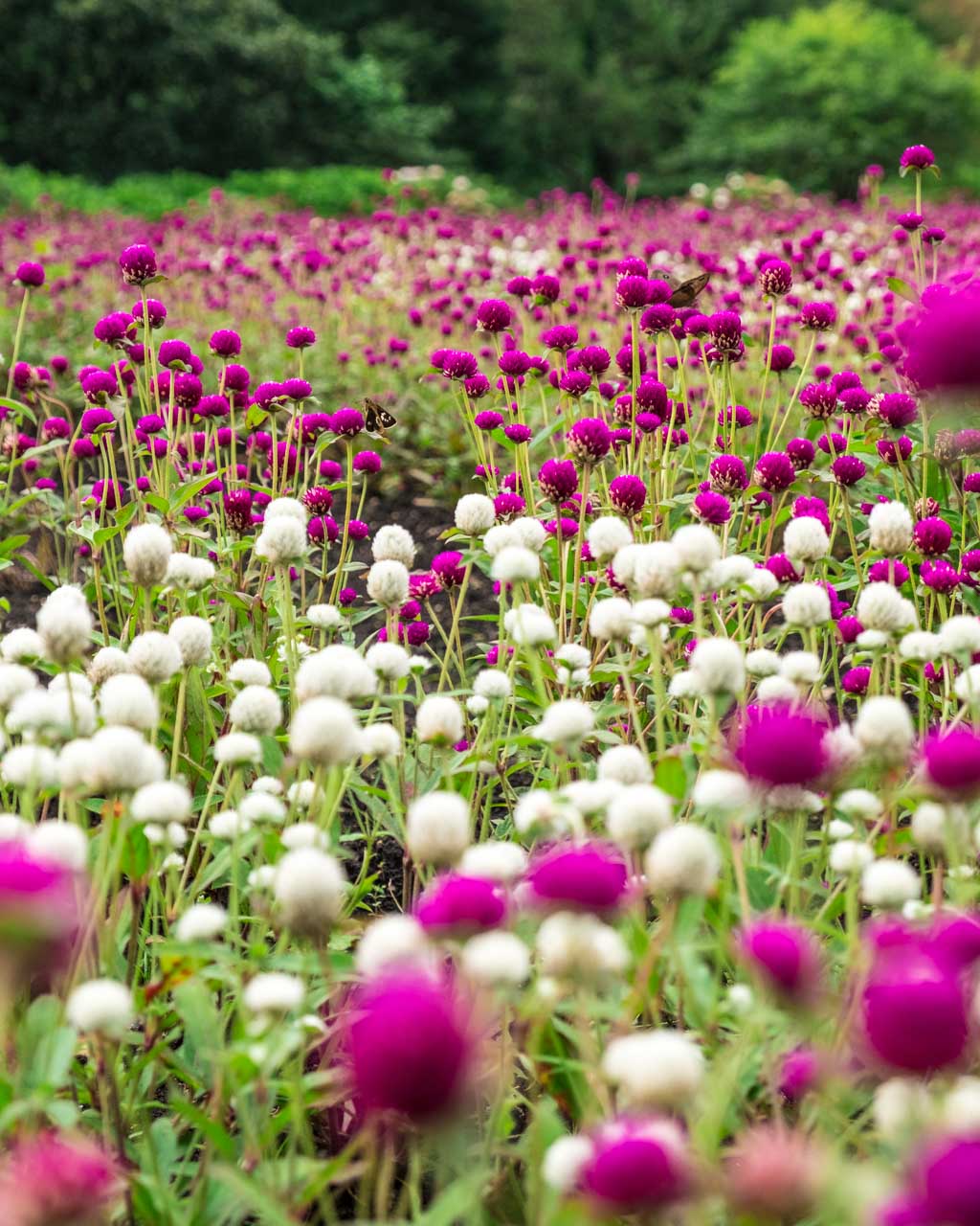 Kuju Flower Park Best Time to Visit & What Kind of Flowers