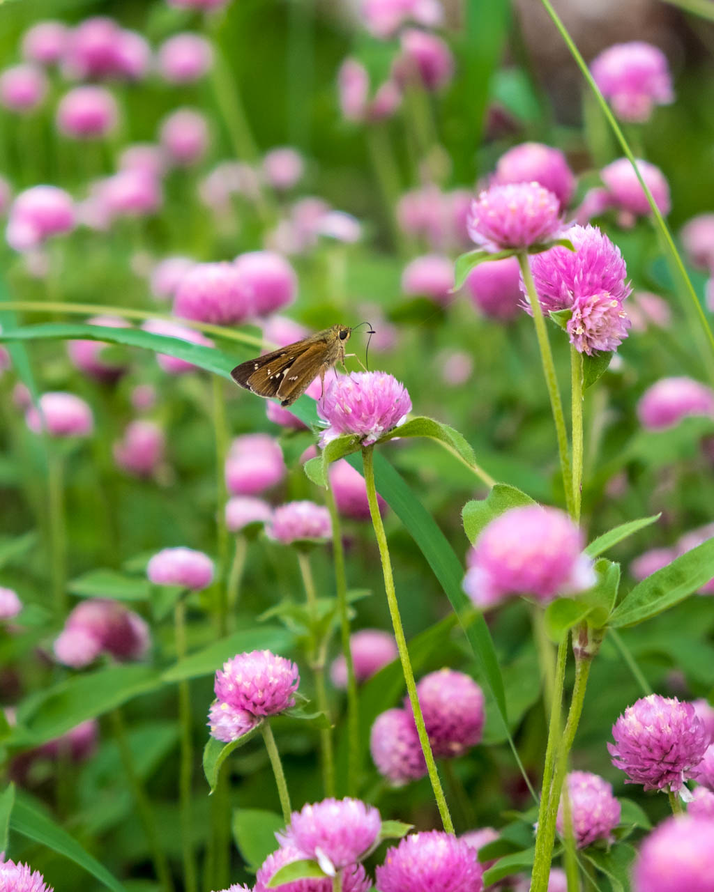 Kuju Flower Park Best Time to Visit & What Kind of Flowers