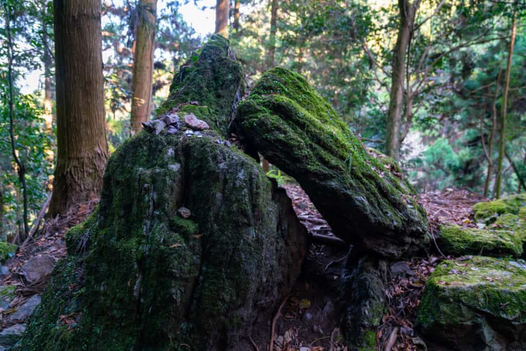 mossy rocks while hiking in japan
