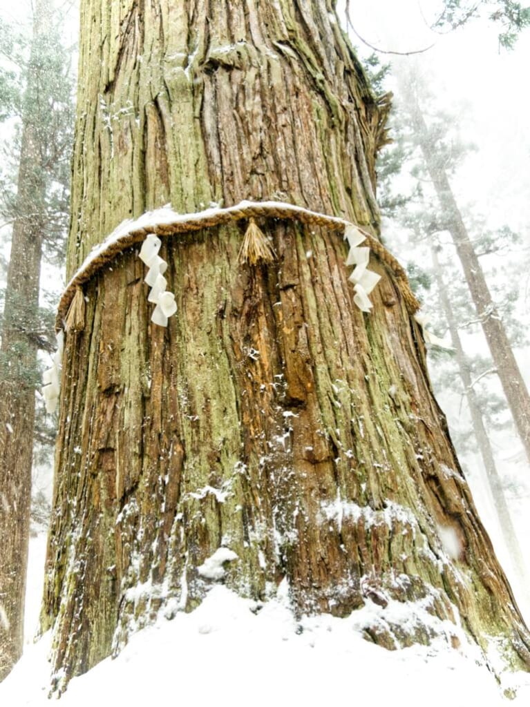 Hagurosan Grandpa Cedar in Japan