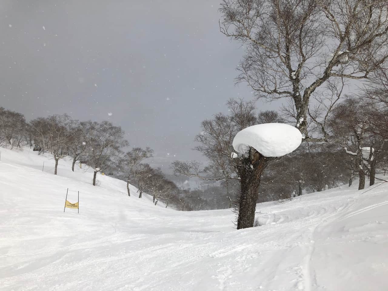 Ski slopes through the forest of Niseko's Annupuri Ski Resort imn Hokkaido