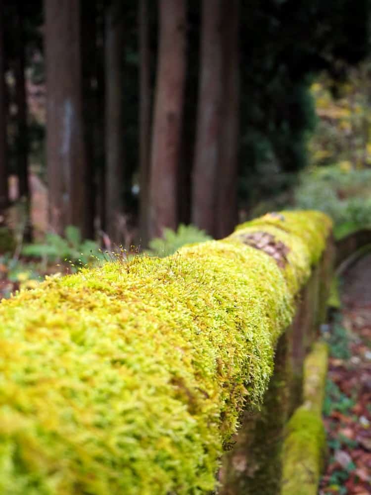 moss in japan