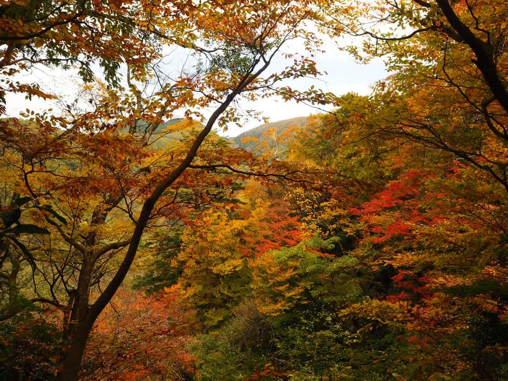 Autumn foliage in Mt. Mitoku, Tottori