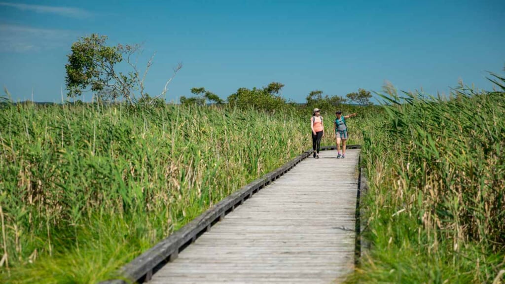 marsh hiking in japan