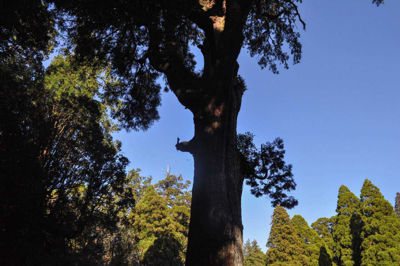 Can you see the Shinboku tree and its priest-shape branch?