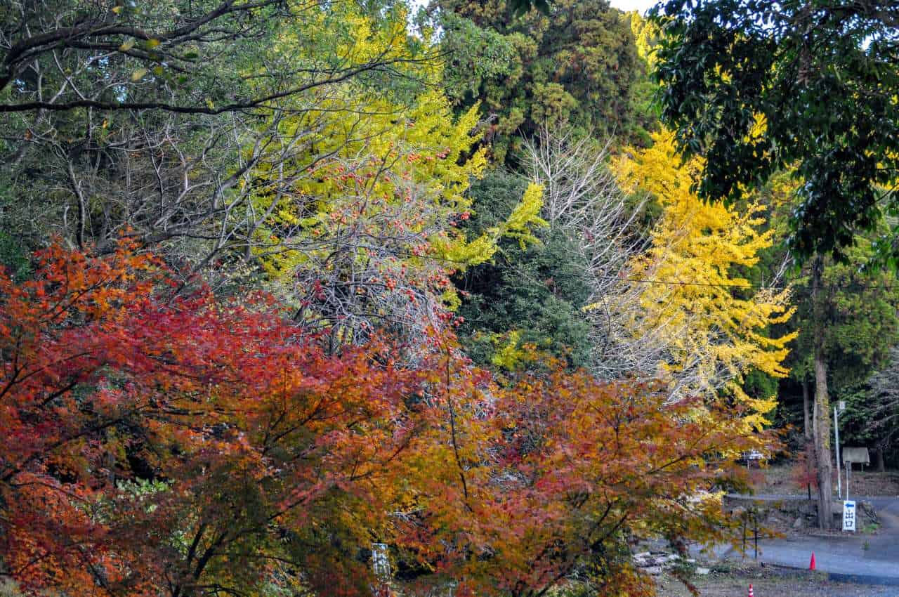 Kagoshima Shrine and its beautiful fall colors