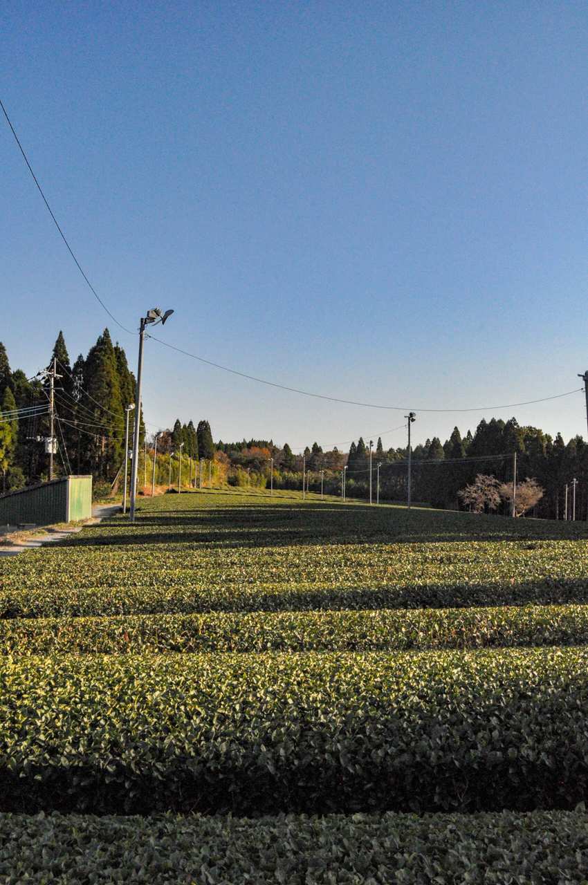 Henta Tea Plantations