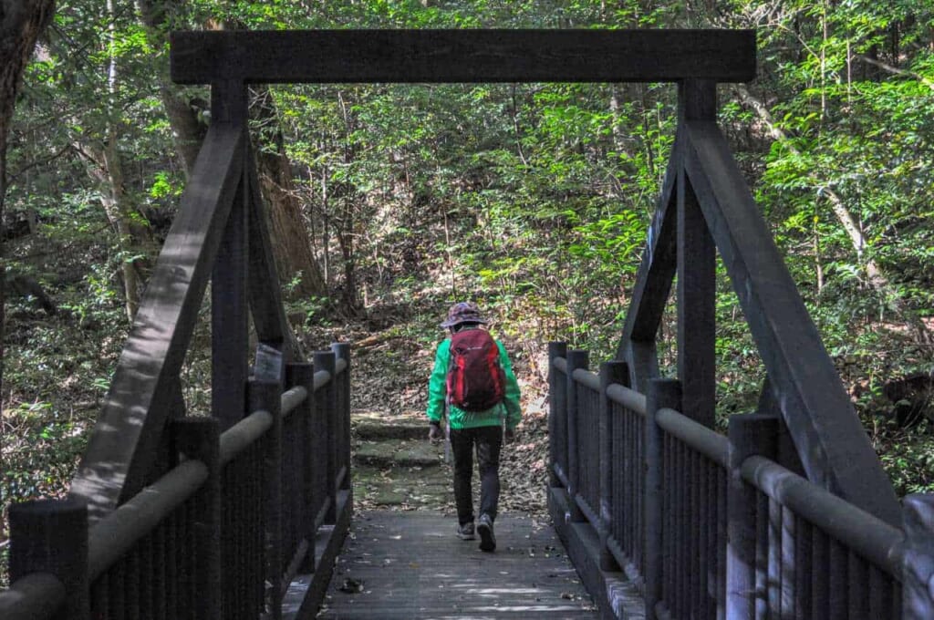 Walk in the forest of Kirishima