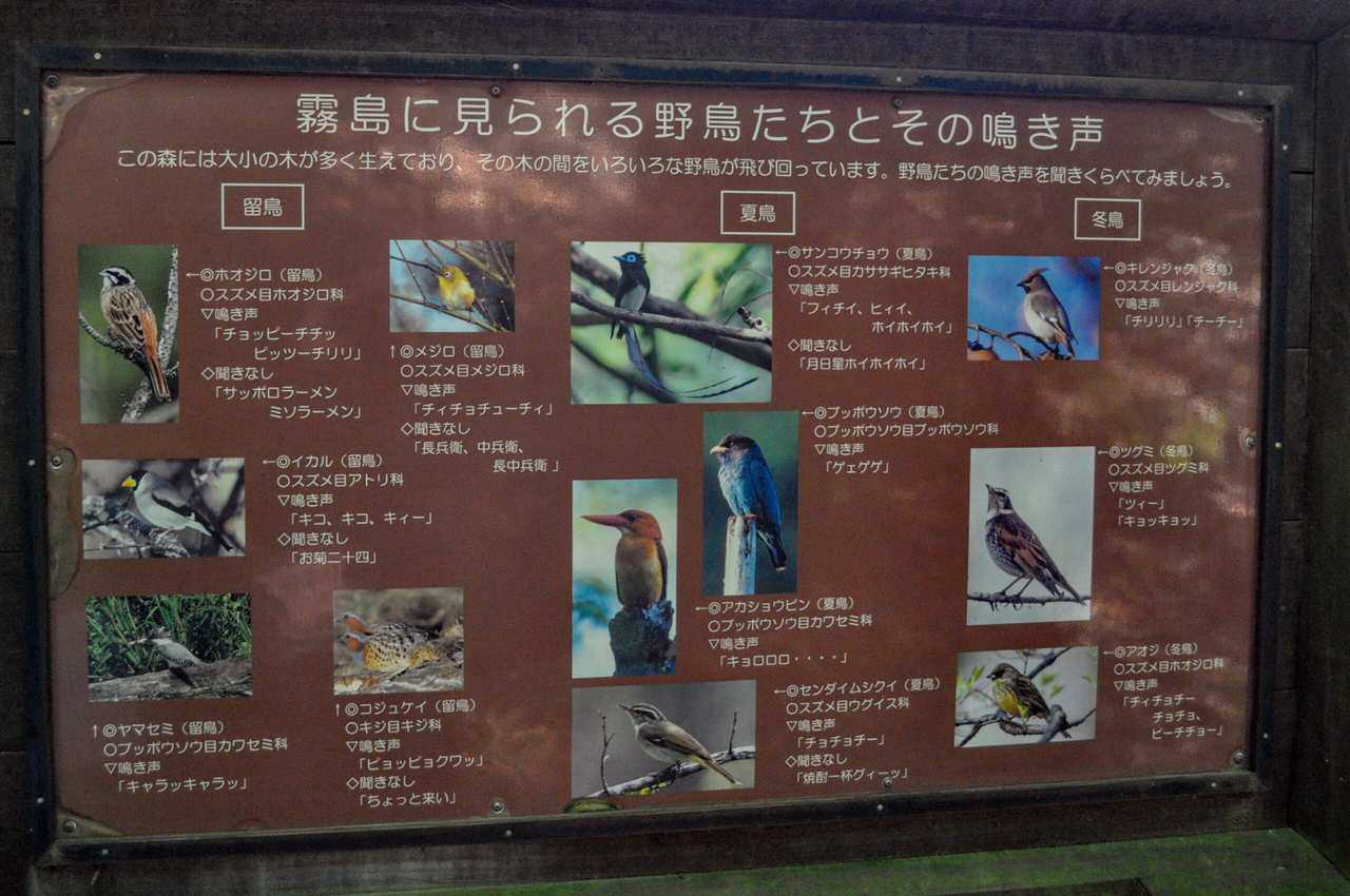 The birds of Kirishima forest