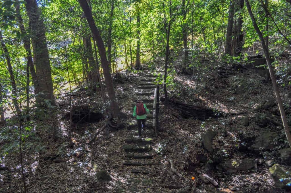 There is nothing like a hike in the forest to recharge your batteries