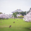 Sakura in Nara with the Japanese deers